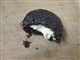 Muffinki czekoladowe z nadzieniem sernikowym